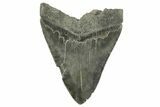 Bargain, Fossil Megalodon Tooth - Serrated Blade #212935-1